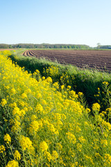 Curved ridges of clay and yellow blossoming rapeseed in springti
