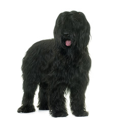 Briard in studio