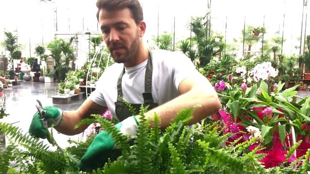 View of a Young attractive florist cutting leaves of a plant