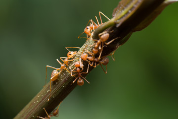World of Ant