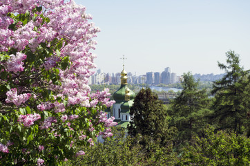 Fototapeta na wymiar blooming lilacs in the botanical garden, Kiev, Ukraine