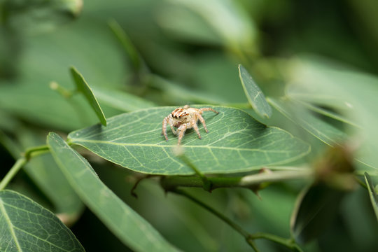 Spider on the leaf