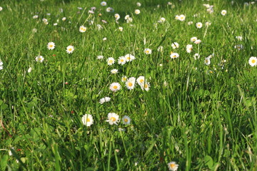 Meadow filled with daisies