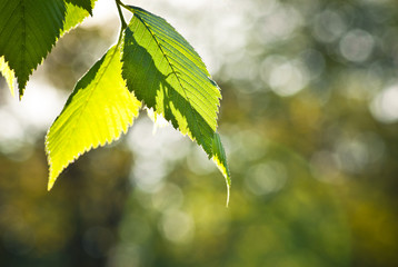 Zielone liście © Mariusz Stoszewski