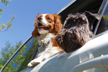 Two dogs in car