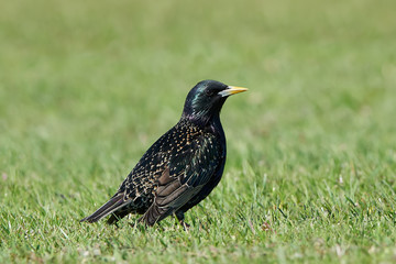 Common starling (Sturnus vulgaris)