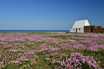 Obraz premium Marie Best-Don Hilton, Jersey, U.K. An uninhabited 19th century guardhouse from the Napoleonic Wars with Spring pink thrift by the coast.