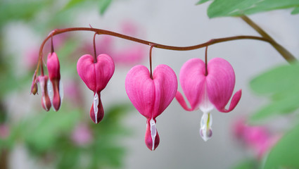 Tränendes Herz / Bleeding heart