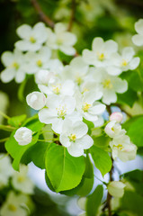 White flowers blooming apple tree