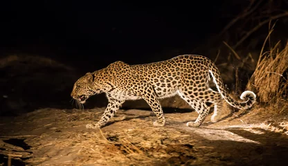 Poster Im Rahmen Ein hinterleuchtetes Profil eines Leoparden (Panthera Pardus Pardus) auf der Jagd in der Nacht, South Luangwa Nationalpark, Sambia, Afrika. © billie16