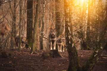 A pack of wolves in the forest.