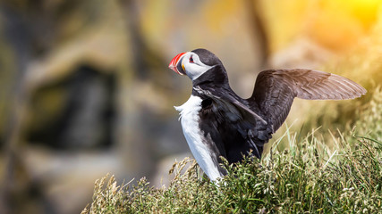Atlantic Puffin with spread wings