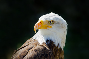 Portrait of a bald eagle