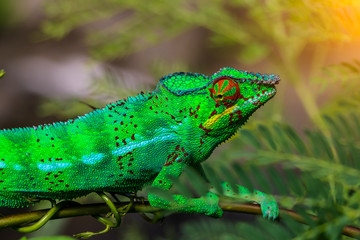 Naklejka na ściany i meble Green chameleon on branch closeup
