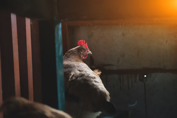 Cock in the henhouse © Fotolia Premium