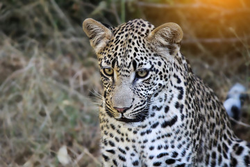 Fototapeta na wymiar Cute baby leopard