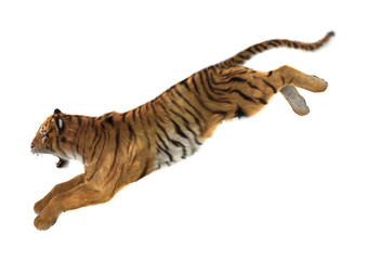 3D Rendering Tiger on White