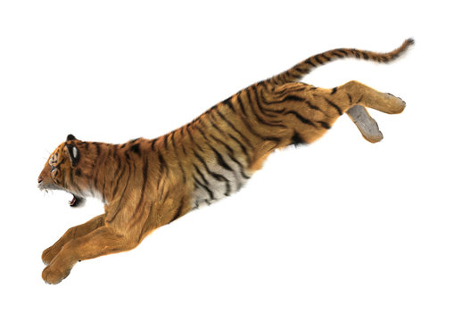 3D Rendering Tiger on White