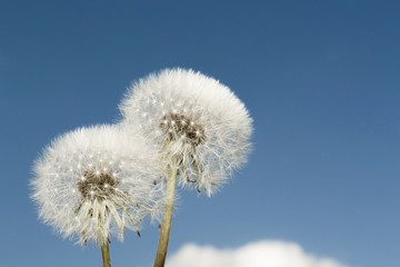 Dandelion with seeds blowing away