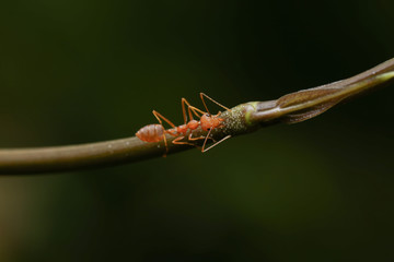 World Of Ant