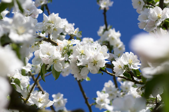 weiße Apfelblüten am Apfelbaum mit blauem Himmel im Hintergrund