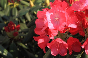 Rhododendron flowers blooming in the spring