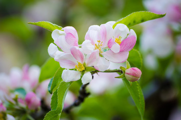 White flowers blooming apple tree
