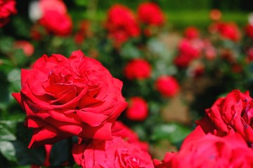 赤い薔薇（レッドクイーン）