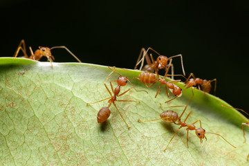 World Of Ant