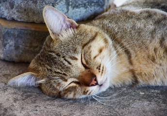 This cat is sleeping comfortably in the afternoon.