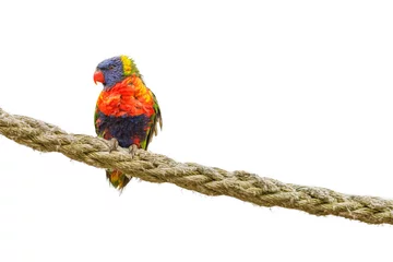 Foto op Canvas Rainbow Parrot on the rope © sergklein