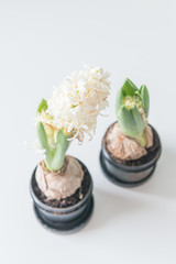 White hyacinths in black pot