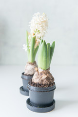 White hyacinths in black pot