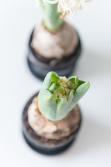 White hyacinths in black pot