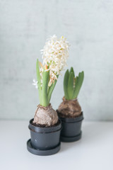 White hyacinths in black pot