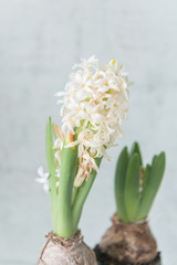 White hyacinths in black pot