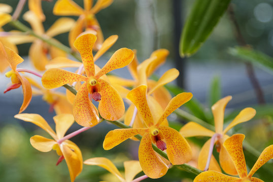 Fototapeta Orange mokara orchids bouquet in the garden