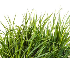 bundle of green grass isolated on white background