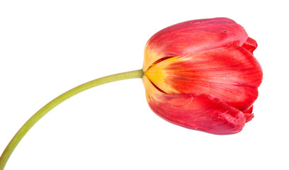 faded red tulip isolated on white background