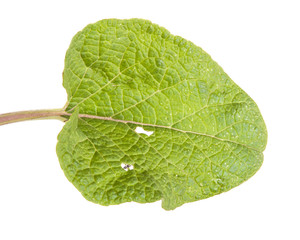 green leaf mug isolated on white background