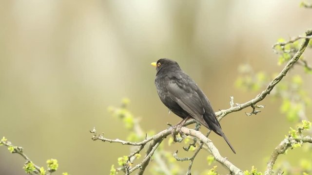 A male european Blackbird (turdus merula) singing in a tree in Spring season.
