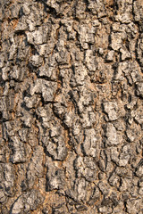 Tree bark texture