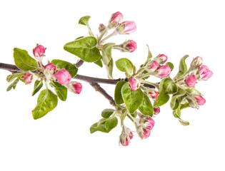 apple blooming branch isolated on white background