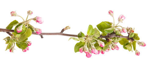 apple blooming branch isolated on white background