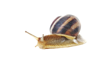 Brown snail isolated on a white background
