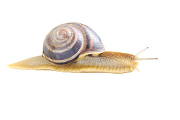 Brown snail isolated on a white background