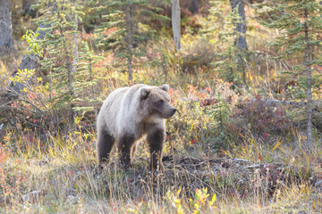 Juvenile Grizzly in autumn colored landscape