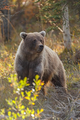 Obraz premium Juvenile Grizzly in autumn colored landscape