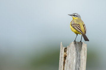 Western yellow wagtail (Motacilla flava) in natural habitat