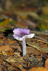Purple mushroom growing on the rainforest floor.
